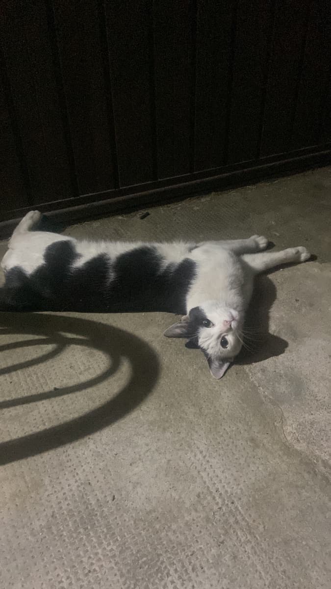 Gatto