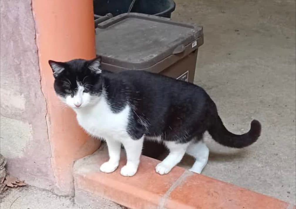 Leopoldo