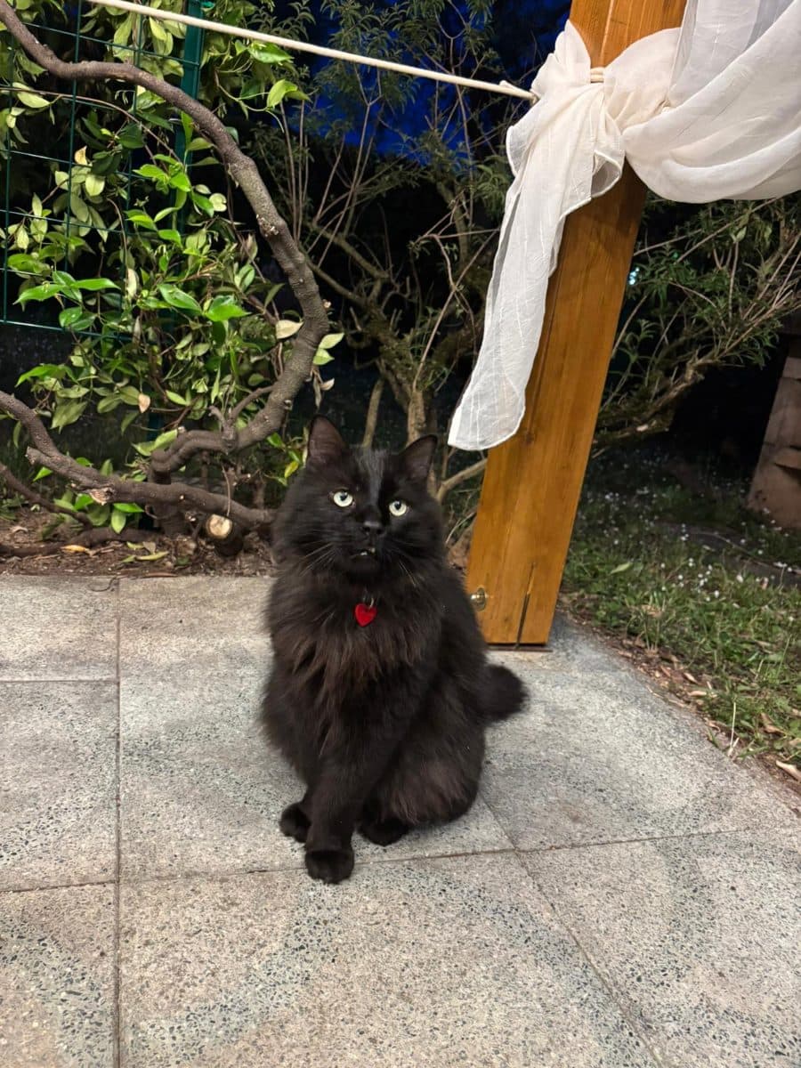 Archie